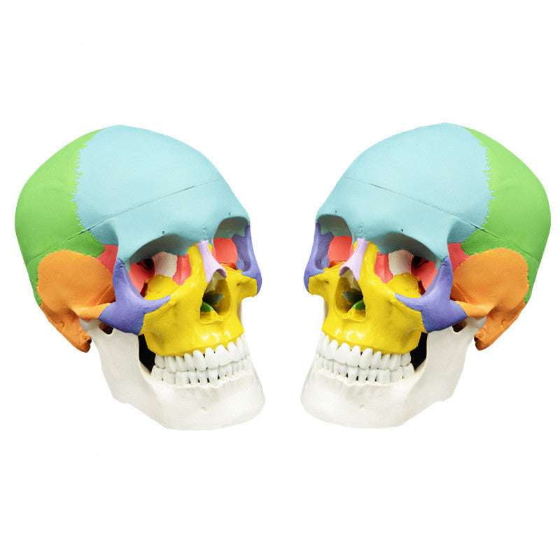 Detachable Skull Model, Human Bone Anatomy, Yoga Learning Aid - available at Sparq Mart